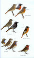 Birds of Western Africa 2. Ed -Borrow, N. & Demey, R. 2014